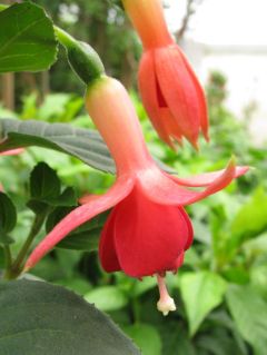 Fuchsia Arno van Bree 01